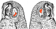 2005-09-02-owl-asymmetric-ears.jpg